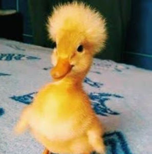 Meet your Posher, Zoey